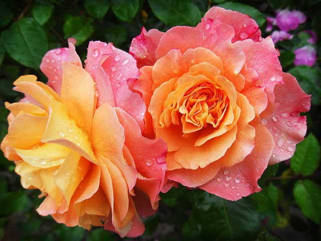 Rosenpflege - Rosen schneiden Rosenpflege - Rosen schneiden