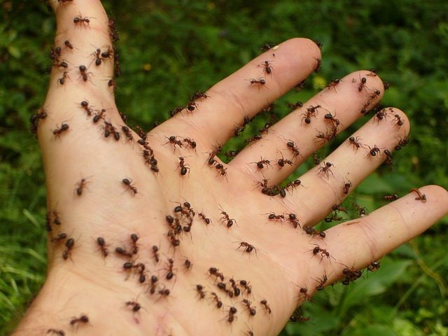 Ameisen im Rasen bekämpfen - so haben Sie Erfolg! Ameisen im Rasen bekämpfen - so haben Sie Erfolg!