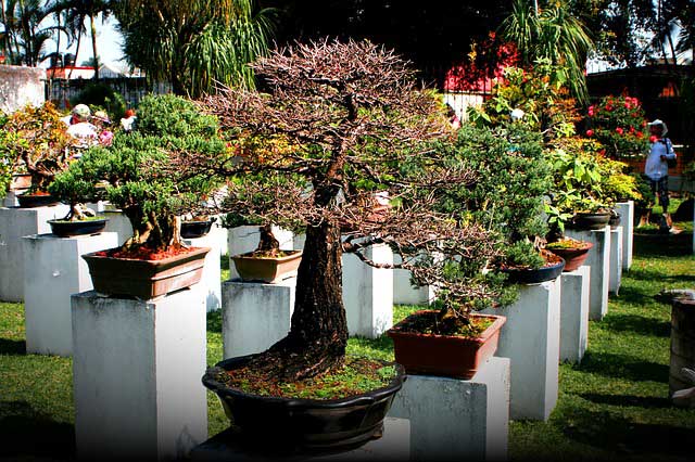 Einen Bonsai Garten anlegen Einen Bonsai Garten anlegen