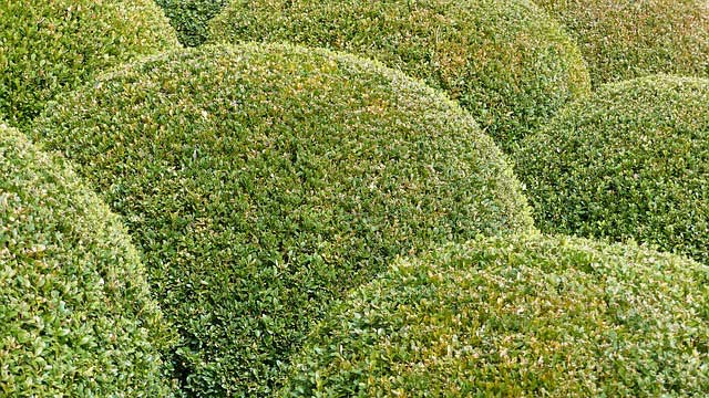 Buchsbaum schneiden - Wann ist der perfekte Zeitpunkt? Buchsbaum schneiden - Wann ist der perfekte Zeitpunkt?