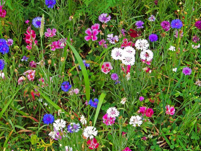 Buntes Ziergras für den Garten Buntes Ziergras für den Garten