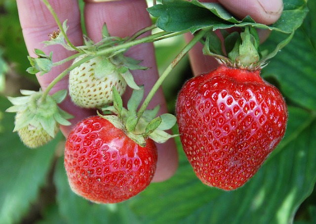 Erdbeeren neu pflanzen Erdbeeren neu pflanzen