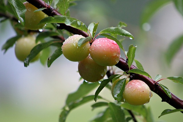 Pflaumenbaum schneiden Pflaumenbaum schneiden