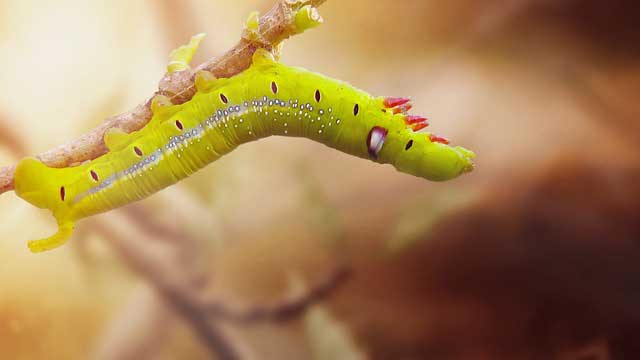 Häufige Schädlinge im Garten Häufige Schädlinge im Garten