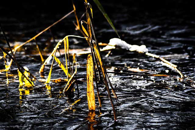 Gartenteich nach dem Frost Gartenteich nach dem Frost