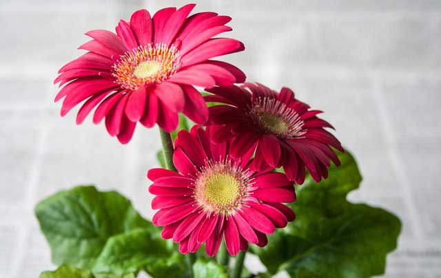 Gerbera Pflege für eine lange Blütezeit Gerbera Pflege für eine lange Blütezeit