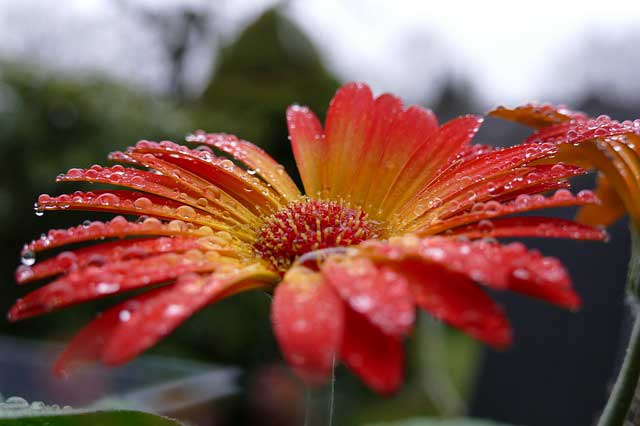 Gerbera Pflege für eine lange Blütezeit Gerbera Pflege für eine lange Blütezeit