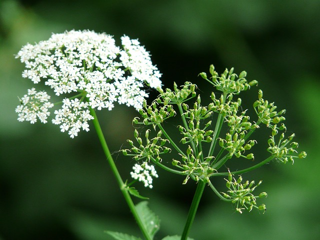 Wie Giersch im Garten bekämpfen ? Wie Giersch im Garten bekämpfen ?