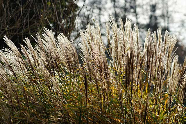 Gräser im Garten Gräser im Garten