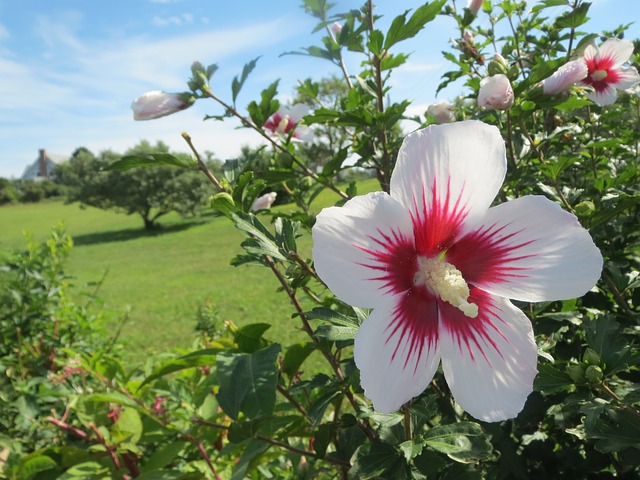Hibiskus - Pflege, Schneiden, Vermehren und Überwintern Hibiskus - Pflege, Schneiden, Vermehren und Überwintern