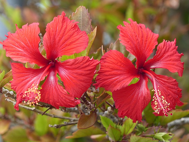 Hibiskus - Pflege, Schneiden, Vermehren und Überwintern Hibiskus - Pflege, Schneiden, Vermehren und Überwintern