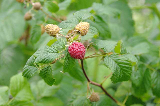 Himbeeren schneiden - Anleitung zum Rückschnitt Himbeeren schneiden - Anleitung zum Rückschnitt