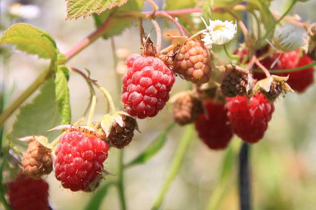 Himbeeren schneiden - Anleitung zum Rückschnitt Himbeeren schneiden - Anleitung zum Rückschnitt