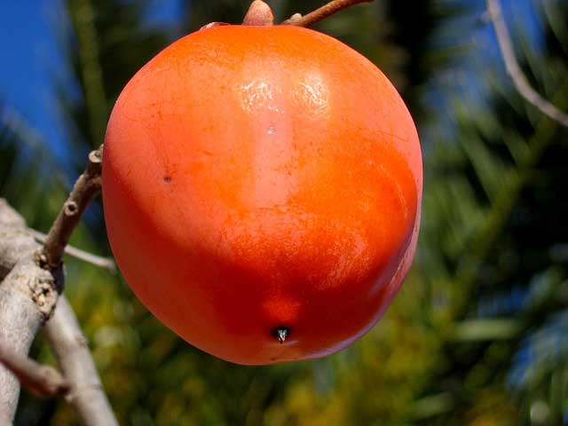 Kaki - Die Frucht des Kakibaum Kaki - Die Frucht des Kakibaum