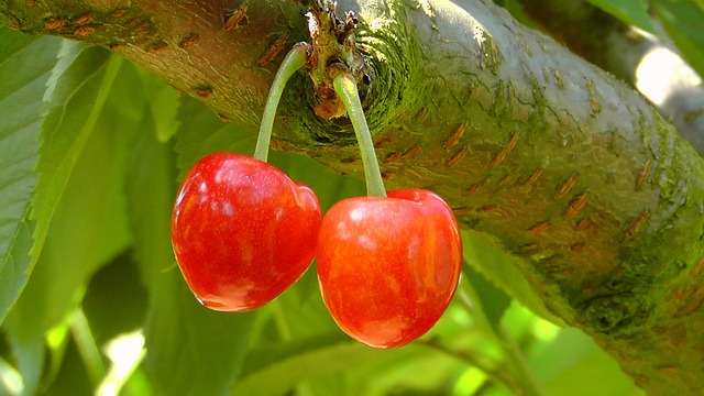 Kirschbaum schneiden Kirschbaum schneiden
