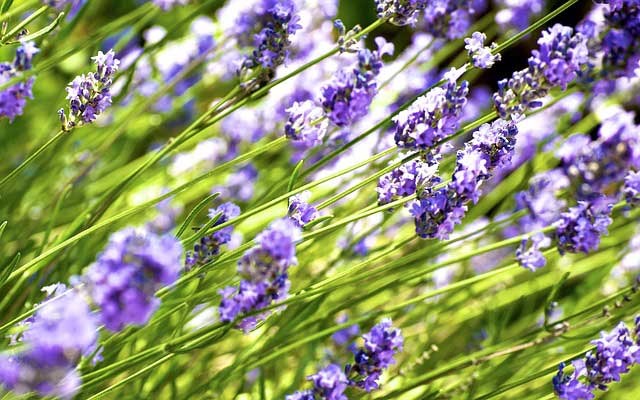 Lavendel schneiden - Anleitung für den Rückschnitt Lavendel schneiden - Anleitung für den Rückschnitt