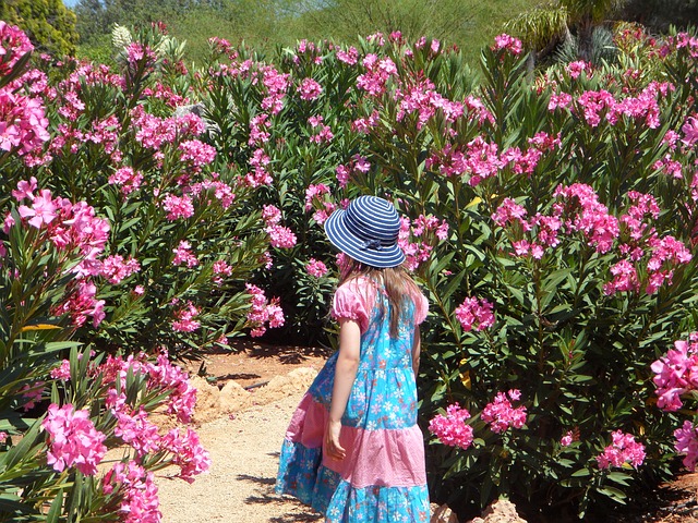 Oleander schneiden - Anleitung zur Pflege Oleander schneiden - Anleitung zur Pflege