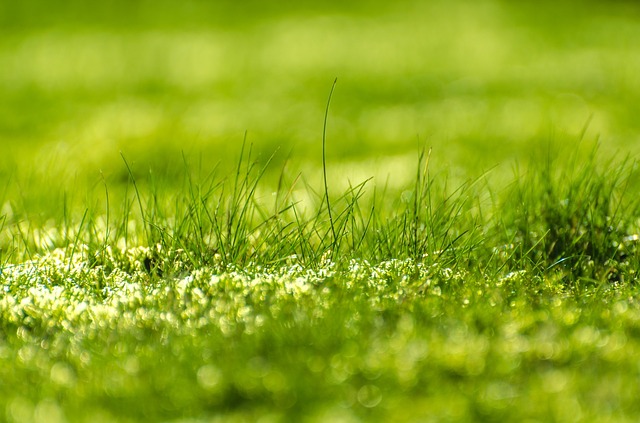 Rasendünger ausbringen - 6 Tipps als optimale Anleitung Rasendünger ausbringen - 6 Tipps als optimale Anleitung