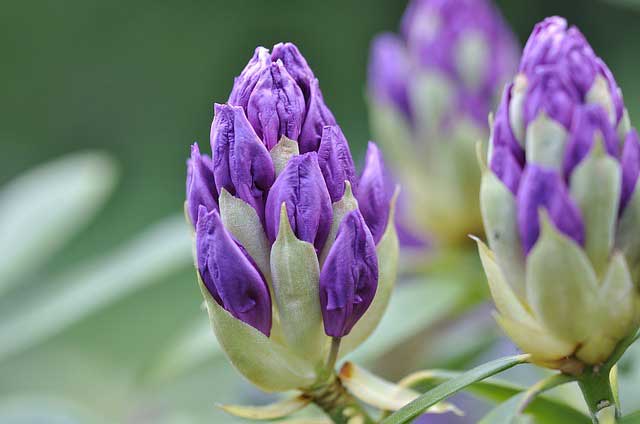 Rhododendron – richtig pflanzen und pflegen Rhododendron – richtig pflanzen und pflegen
