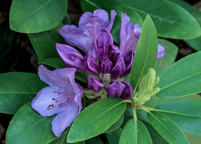 Rhododendron schneiden - Anleitung zur Pflege Rhododendron schneiden - Anleitung zur Pflege