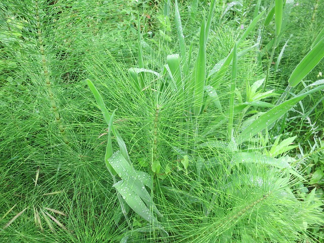 Wie Ackerschachtelhalm bekämpfen ? - Lösungsansätze gegen die Gartenseuche ! Wie Ackerschachtelhalm bekämpfen ? - Lösungsansätze gegen die Gartenseuche !