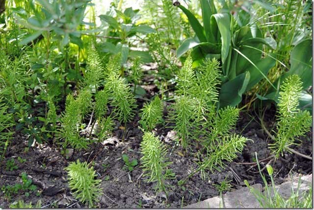 Wie Ackerschachtelhalm bekämpfen ? - Lösungsansätze gegen die Gartenseuche ! Wie Ackerschachtelhalm bekämpfen ? - Lösungsansätze gegen die Gartenseuche !