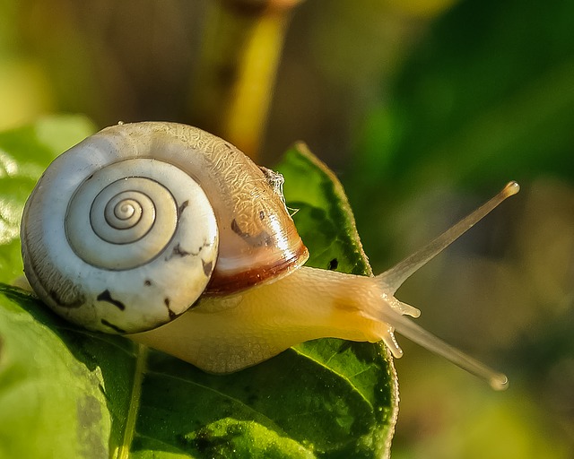 Schneckenkorn - Wirksames Mittel gegen die Schneckeninvasion? Schneckenkorn - Wirksames Mittel gegen die Schneckeninvasion?