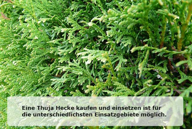 Thuja Hecke kaufen und pflegen Thuja Hecke kaufen und pflegen