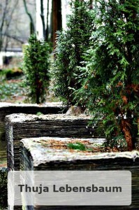 Thuja Hecke kaufen und pflegen Thuja Hecke kaufen und pflegen