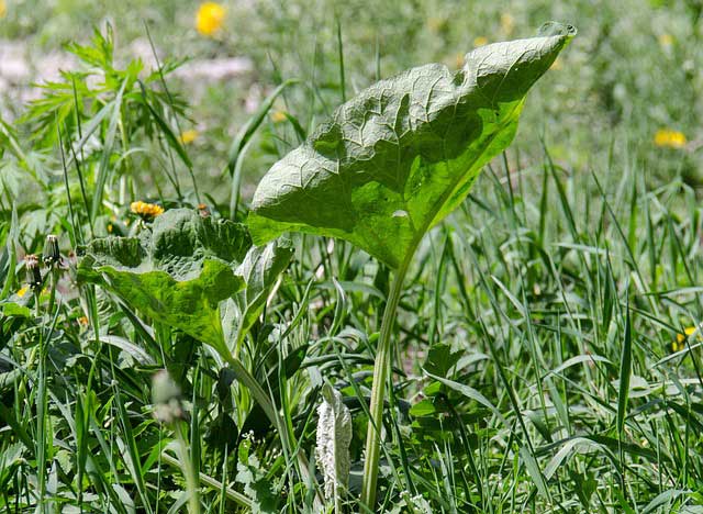 Unkrautvernichter - Hausmittel, Glyphosat oder Roundup? Unkrautvernichter - Hausmittel, Glyphosat oder Roundup?