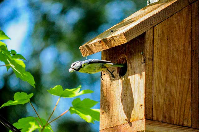 Vogelhäuser im Garten Vogelhäuser im Garten