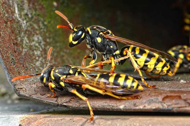 Wie Wespen vertreiben? Lösung so verblüffend einfach! Wie Wespen vertreiben? Lösung so verblüffend einfach!