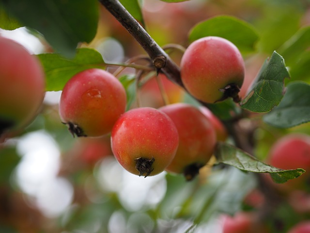 Zieräpfel im Garten oder Topf als Blickfang Zieräpfel im Garten oder Topf als Blickfang